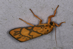 Ammatho roseororatus