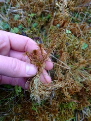 Sphagnum teres