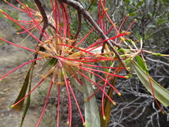 Grevillea meisneri