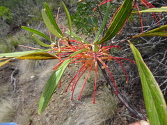 Grevillea meisneri
