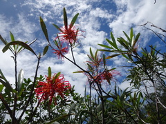 Grevillea meisneri