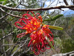 Grevillea meisneri
