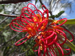 Grevillea meisneri