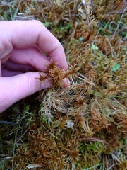 Sphagnum teres