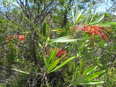 Grevillea meisneri