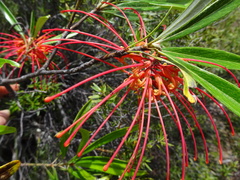 Grevillea meisneri