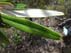 Grevillea meisneri