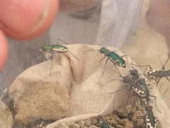 Eunota fulgoris erronea