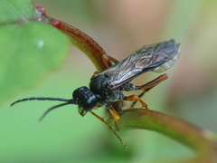 Tenthredo atra