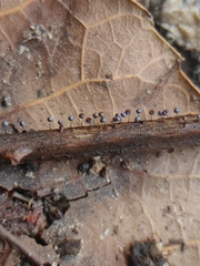 Collaria arcyrionema