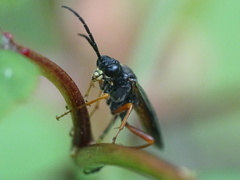 Tenthredo atra