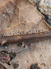 Collaria arcyrionema