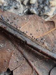 Collaria arcyrionema