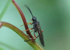 Tenthredo atra