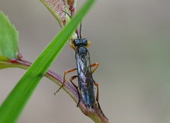Tenthredo atra