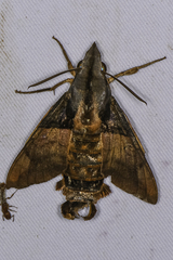 Macroglossum passalus