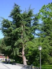 Cedrus libani libani