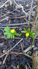 Eranthis hyemalis