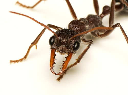 Australian Red Bull Ant photo 4