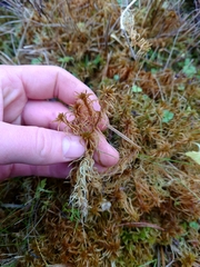 Sphagnum teres
