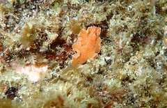 Yungia aurantiaca