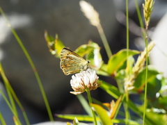 Lycaena salustius