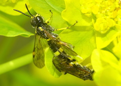 Tenthredo distinguenda