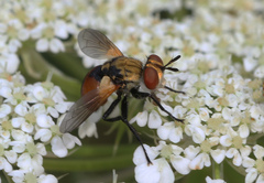 Gymnosoma dolycoridis