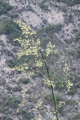 Furcraea andina