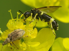 Tenthredo distinguenda