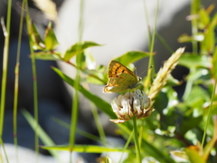 Lycaena salustius