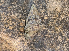 Batillaria australis