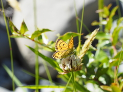Lycaena salustius