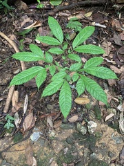 Amorphophallus hewittii