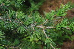 Cedrus libani libani