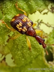 Korotyaevirhinus