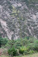 Furcraea andina