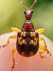 Korotyaevirhinus