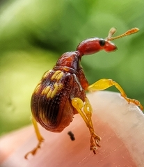 Korotyaevirhinus