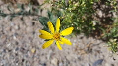 Heterotheca zionensis
