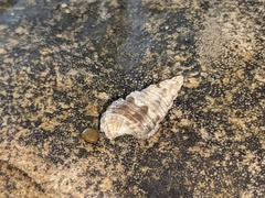 Batillaria australis