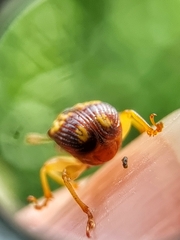 Korotyaevirhinus