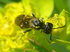 Tenthredo distinguenda