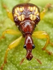 Korotyaevirhinus