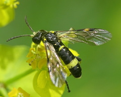 Tenthredo distinguenda
