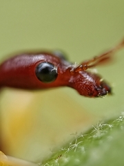 Korotyaevirhinus