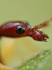 Korotyaevirhinus