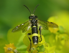 Tenthredo distinguenda