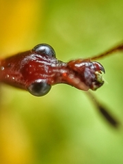 Korotyaevirhinus