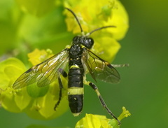 Tenthredo distinguenda